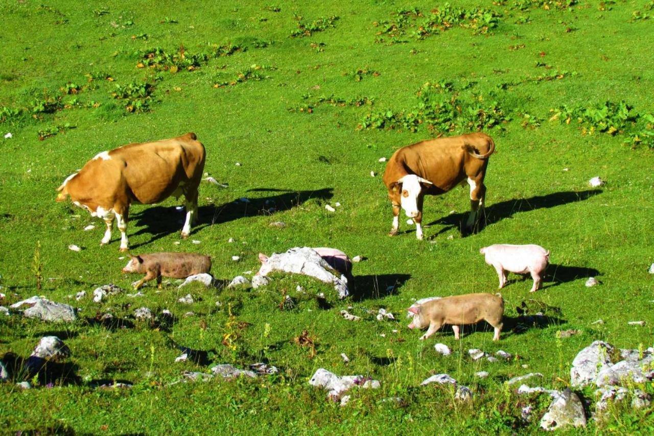 Ferienwohnung Innerhofer Hollersbach im Pinzgau Εξωτερικό φωτογραφία